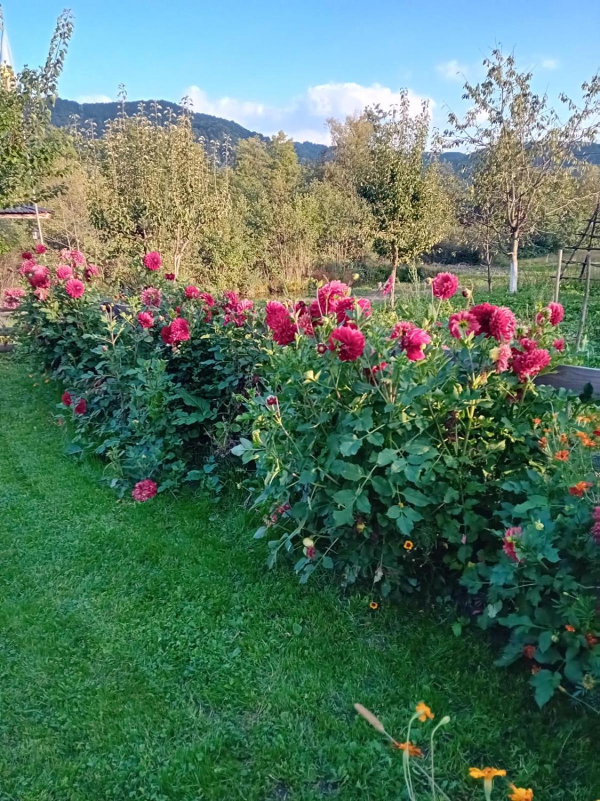 Villa Baltina Parc Transfagarasan Curtea de Argeş Esterno foto